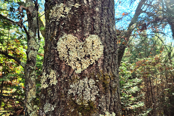 A little love from Mother Earth along the Hartman Creek Segment of the Ice Age Trail. Photo by Jess Dodge.