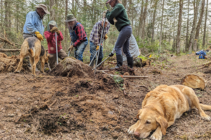 Volunteers work to move a large rock in the mud, while one dog looks on and another naps.