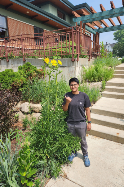 A person stands next to a compass plant to show how tall it is.