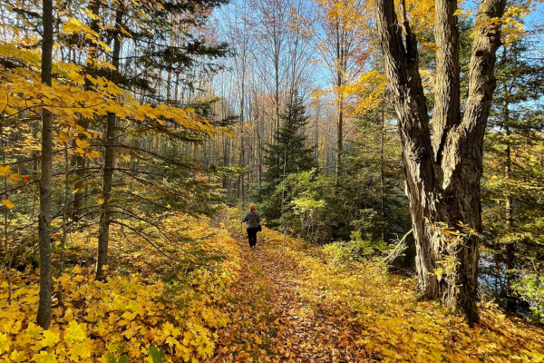 A person hikes along a trail featuring fall colors.
