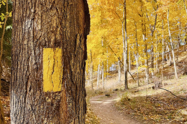 A tree adorns a painted yellow blaze among trees featuring fall colors.