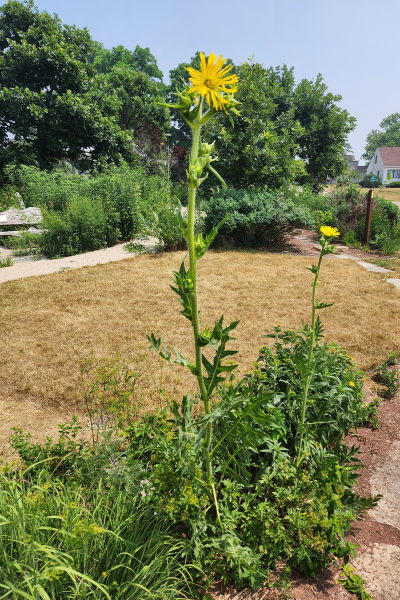 A yellow compass plant in a garden.