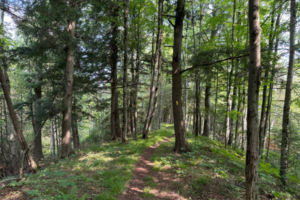 A scenic shot of a forest with a tree featuring a painted yellow blaze.