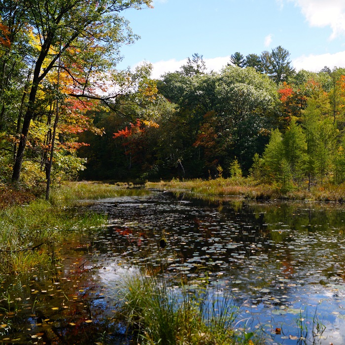 A tamarack bog in fall, as seen from the Ice Age Trail in Chippewa County