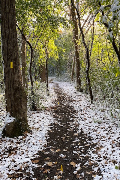 Brand new Trail is lightly covered in snow. A tree with a freshly painted yellow blaze stands off to the side.