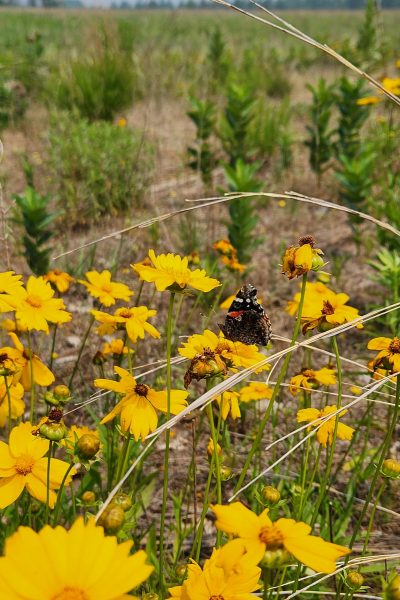 A Lance-leaved Coreopsis with a butterfly.