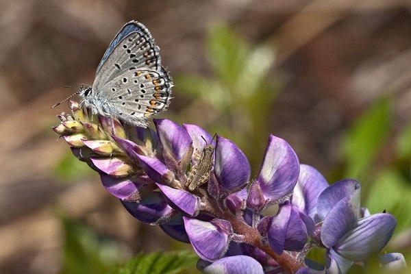 Ice Age Trail Alliance, Ice Age National Scenic Trail, Karner blue butterfly, Photo by Randall Schieber Photography