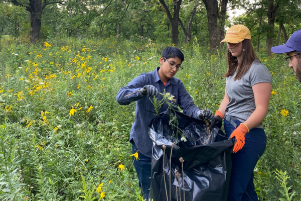 Two young adults weed invasive species and put them into a large plastic bag.