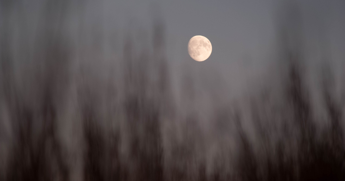 A full moon rises above prairie grass.