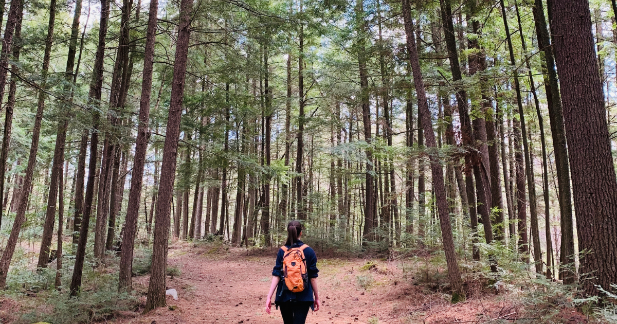 A woman wearing an orange backpack hikes through a pine forest.