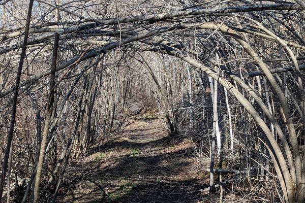 Tree branches form an arch over a hiking trail.
