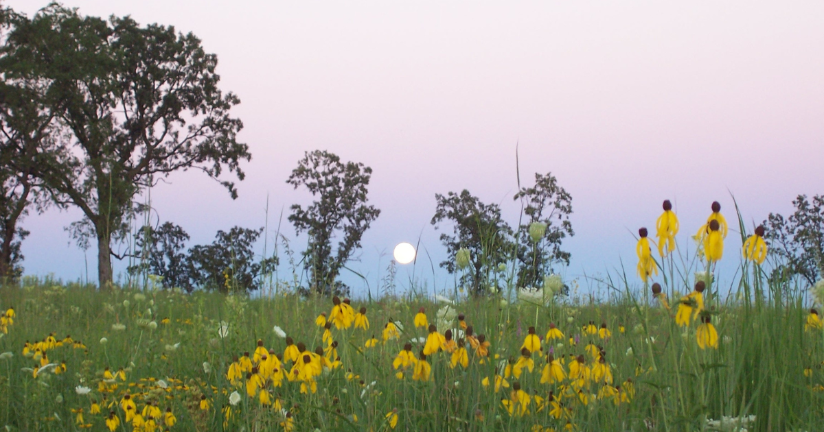 A full moon rises above a meadow of flowers.