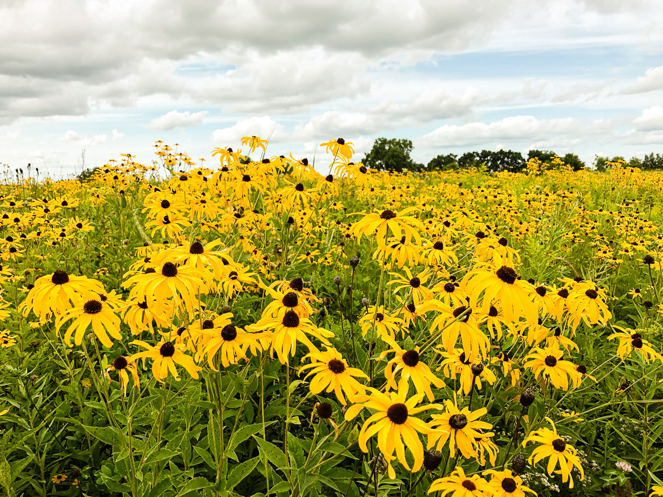 Ice Age Trail Alliance, Ice Age National Scenic Trail, Table Bluff Segment, Rudbeckia, Black-eyed Susasn, Bloom, Summer
