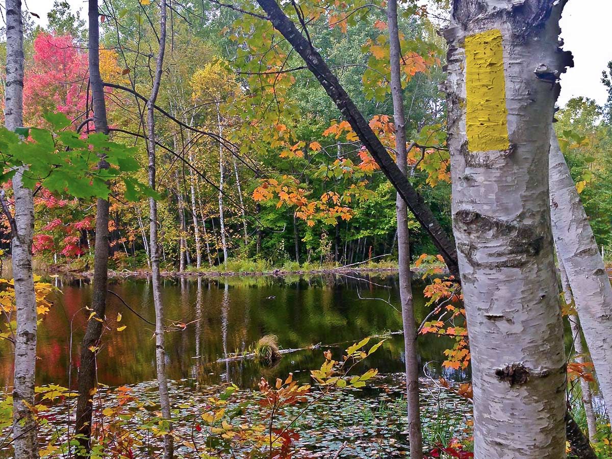 Blazed birch tree with pond and autumn color