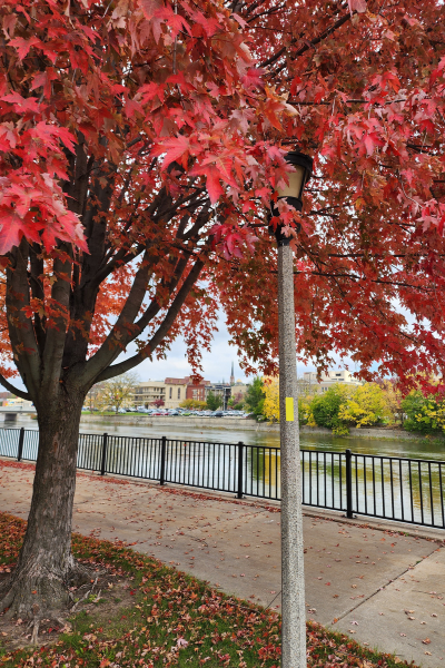A tree with bright red fall colors stands at the forefront of the Rock River and light post with a painted yellow blaze on it.