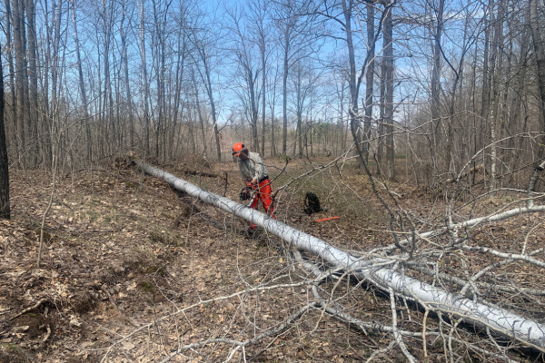 A sawyer in protective gear uses a chainsaw to clear a down tree blocking a trail.