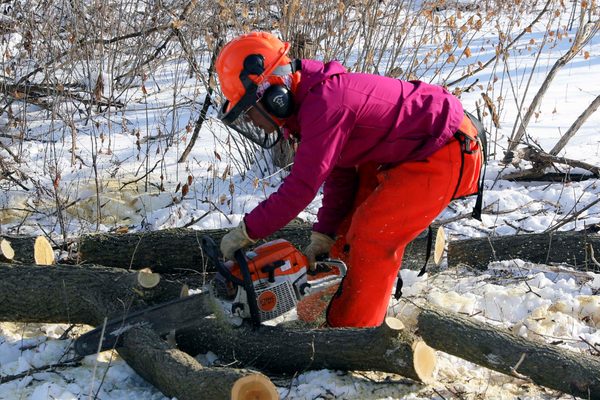A sawyer uses a chainsaw to cut a large piece of wood.
