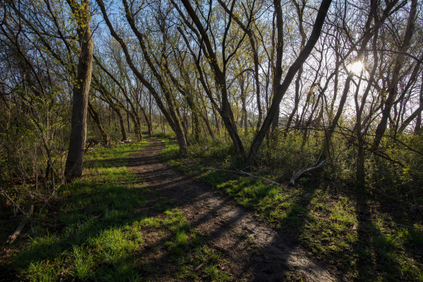 A muddy trail is outlined with bare trees on a sunny, early spring day.