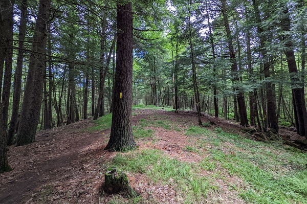 Ice Age Trail, Ice Age National Scenic Trail, Rice Lake Preserve, White Cedar Segment