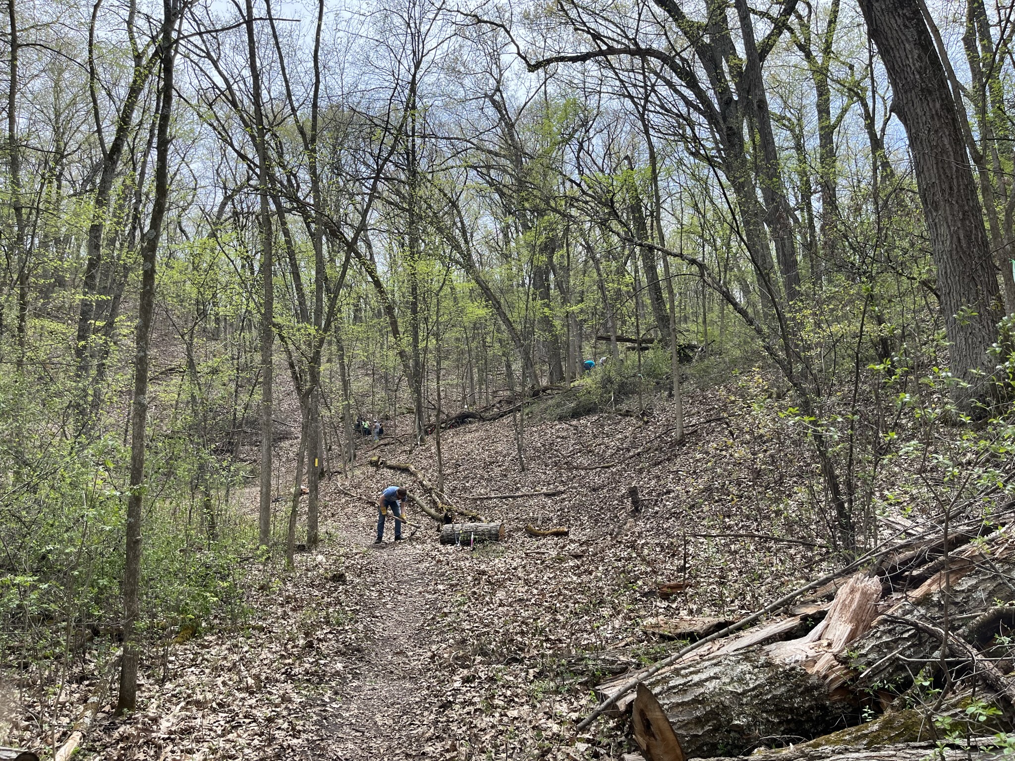 "Sweeping" the trail on the Scuppernong Segment by clearing invasives, restoring habitat, enhancing scenic views, and repairing tread.