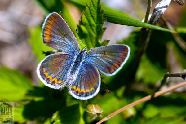 Ice Age Trail Alliance, Ice Age National Scenic Trail, Karner Blue Butterfly