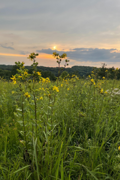 Sun setting over Picnic Prairie at a Weeding and Wine event. Photo by Amy Lord.