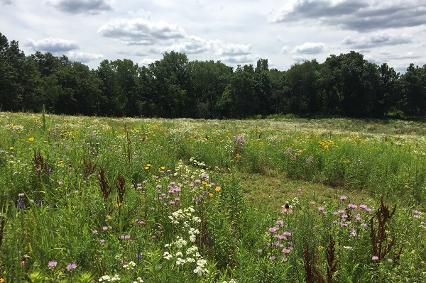 Restored prairie at Moraine Kettles Preserve along the Verona Segment. Photo by David Lonsdorf.