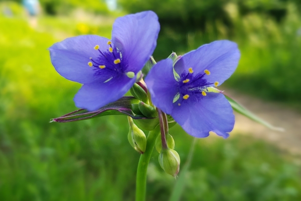 Ice Age Trail Alliance, Ice Age National Scenic Trail, Gibraltar Rock Segment, Spiderwort, National Trails Day 2020, Photo by Kelly Anklam.