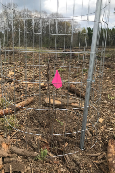 An image of a sapling. After being planted in the ground, the sapling was marked with a pink flag and protected with a cage.