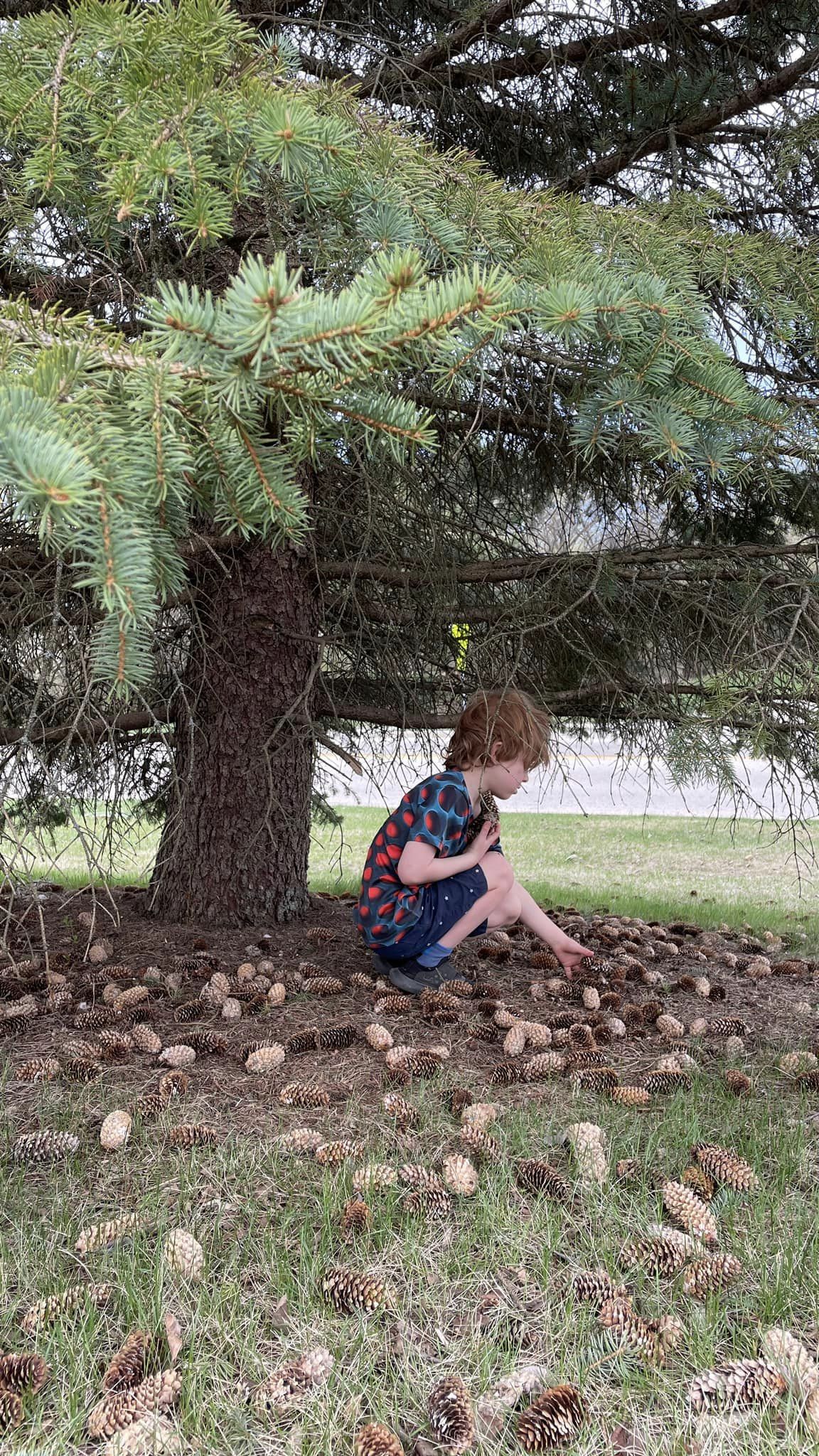 Young boy under evergreen looking at pinecones