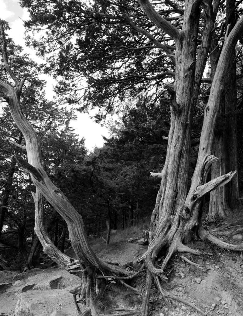 Ice Age Trail Alliance, Ice Age National Scenic Trail, Black and White Tree