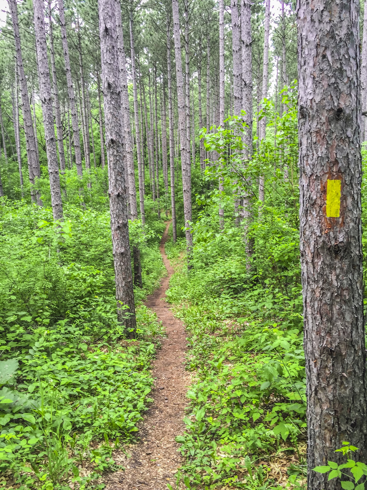 trail through a pine plantation