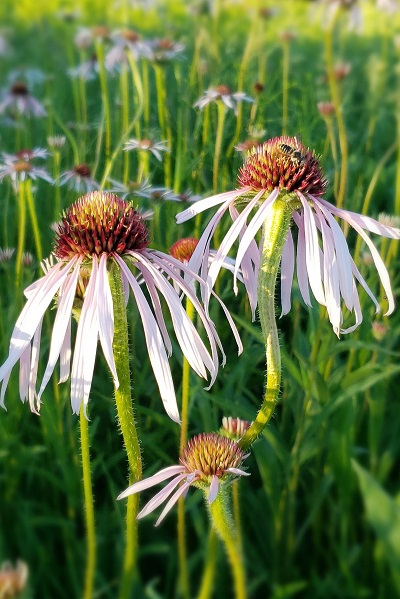 A pale purple coneflower attracts bees, setting the prairie a buzz! Photo by Kelly S. Anklam.