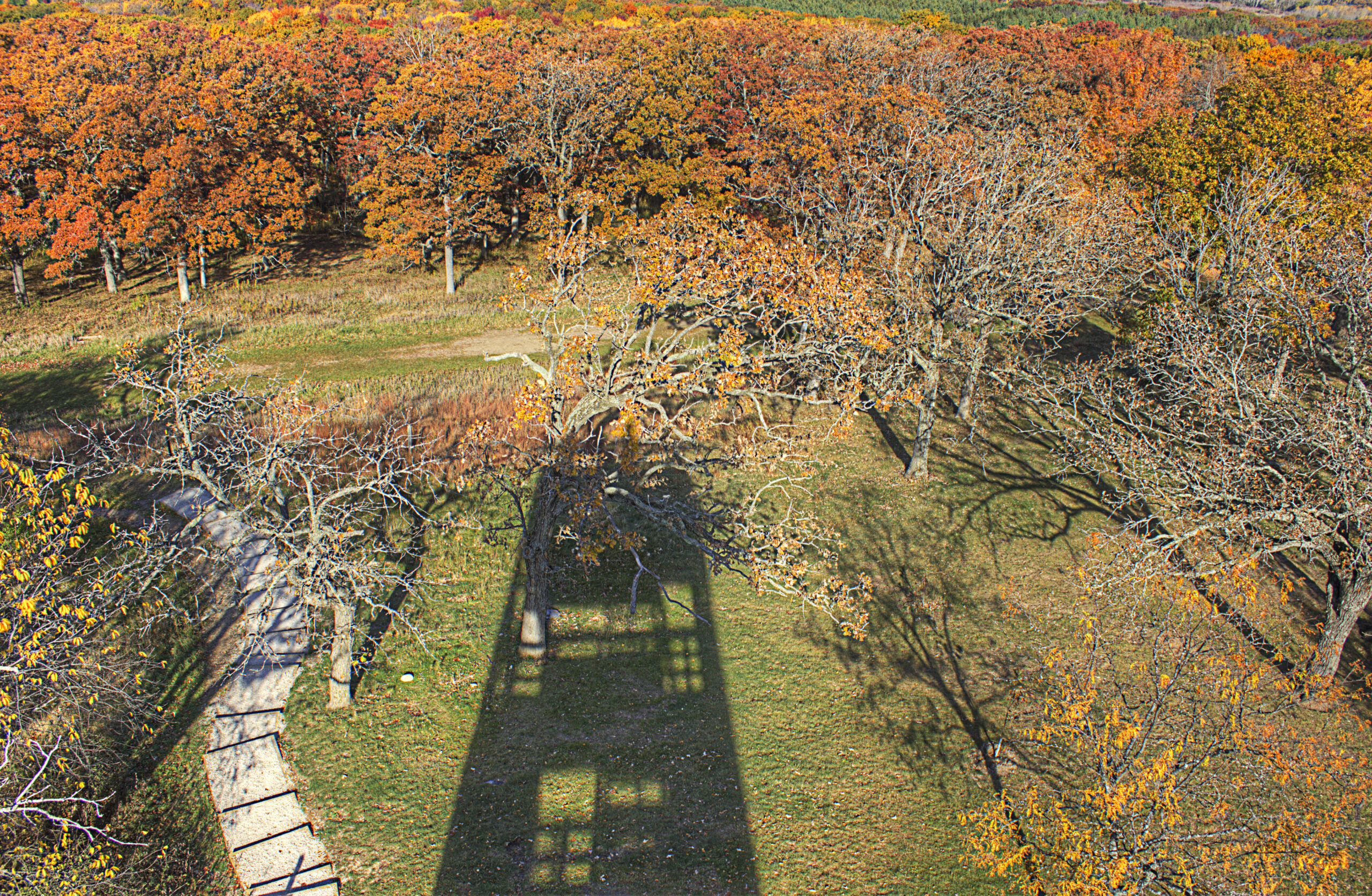 The shadow of the Lapham Peak Tower is surrounded by trees in peak autumn color.